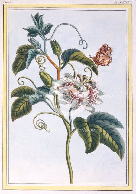 La Grenadille ou Le Maracot, pub. 1776. Creator: Pierre Joseph Buchoz (1731-1807).
