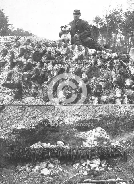 'La Guerre en Belgique et en France; l'extermination des rats sur le front : un beau..., 1916. Creator: Gorce.