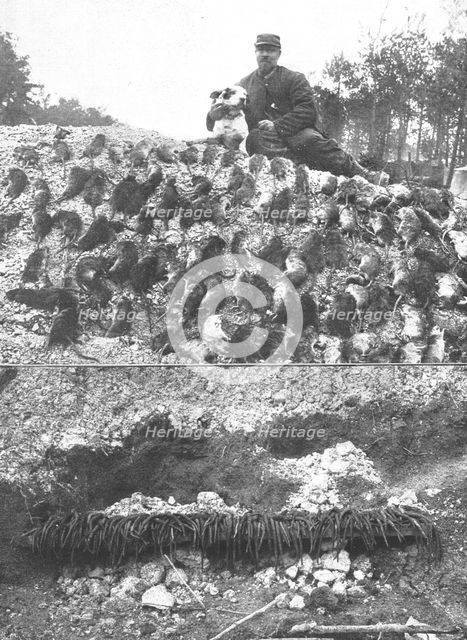 'La Guerre en Belgique et en France; l'extermination des rats sur le front : un beau..., 1916. Creator: Gorce.