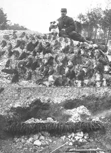 La Guerre en Belgique et en France; l'extermination des rats sur le front : un beau..., 1916. Creator: Gorce
