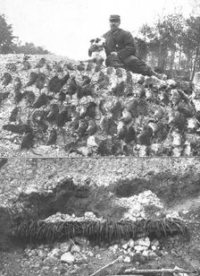 La Guerre en Belgique et en France; l'extermination des rats sur le front : un beau..., 1916. Creator: Gorce