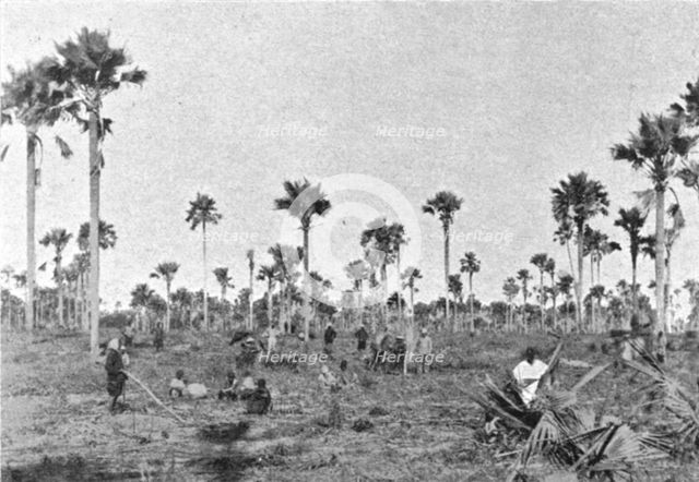 ''La foret a roniers pres de Tivaouane (Cayor central); L'Ouest Africain', 1914. Creator: Noel Freres.