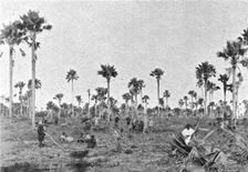 'La foret a roniers pres de Tivaouane (Cayor central); L'Ouest Africain 1914. Creator: Noel Freres