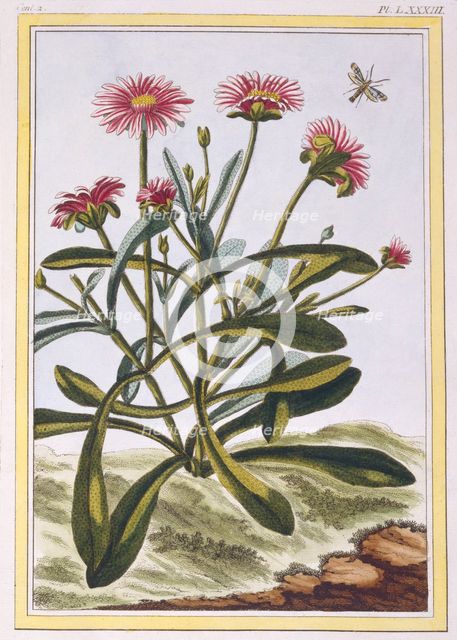 La Ficoide d'Afrique or Mesembryanthemum,  pub. 1776. Creator: Pierre Joseph Buchoz (1731-1807).