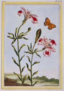 La Fleur Tachete des Incas (Peruvian Lily), pub. 1776. Creator: Pierre Joseph Buchoz (1731-1807)