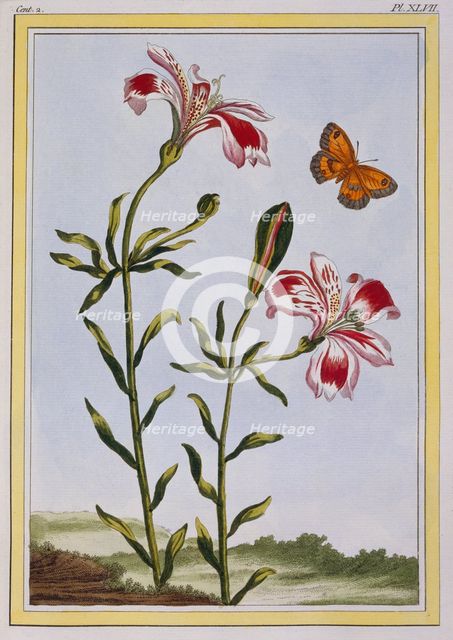 La Fleur Tachete des Incas (Peruvian Lily),  pub. 1776. Creator: Pierre Joseph Buchoz (1731-1807).