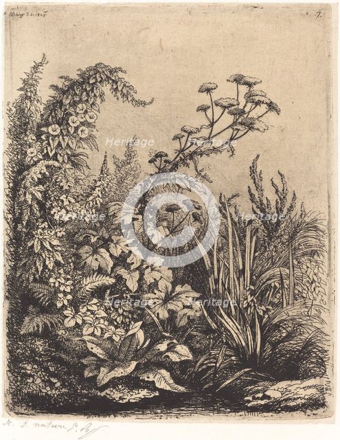 La petite berle aux liserons (Small Water-parsnip with Bindweed), published 1849. Creator: Eugene Blery.