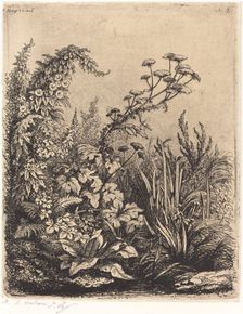 La petite berle aux liserons (Small Water-parsnip with Bindweed), published 1849. Creator: Eugene Blery