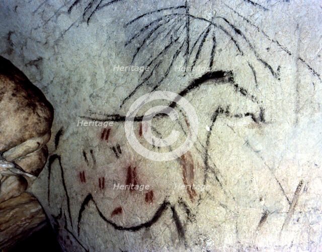 La Pileta Cave (Malaga), figure of a horse with legs unfinished and limited to the trace of the p…