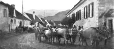 La Roumanie Envahie; pendant la retraite: un canon francais de 120 long, attele de trois pairs de b Creator: Unknown