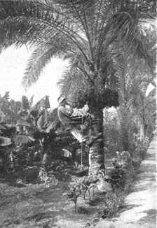 'La recolte des dattes en Egypte; Le Nord-Est Africain 1914. Creator: Unknown