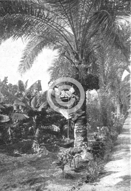 ''La recolte des dattes en Egypte; Le Nord-Est Africain', 1914. Creator: Unknown.