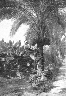 'La recolte des dattes en Egypte; Le Nord-Est Africain 1914. Creator: Unknown