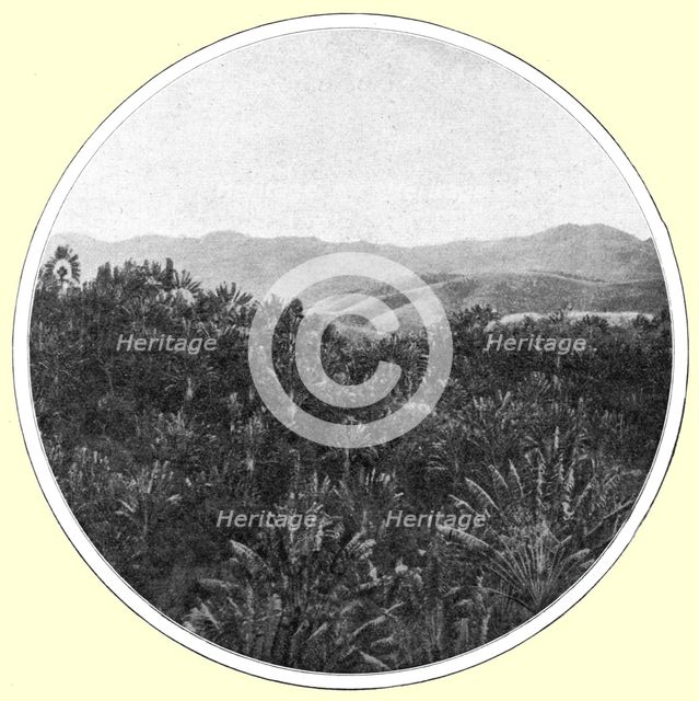 ''La region des <<ravenales>> a Madagascar; Iles Africaines de la mer des Indes', 1914. Creator: Unknown.