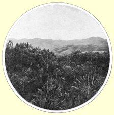 'La region des <<ravenales>> a Madagascar; Iles Africaines de la mer des Indes 1914. Creator: Unknown
