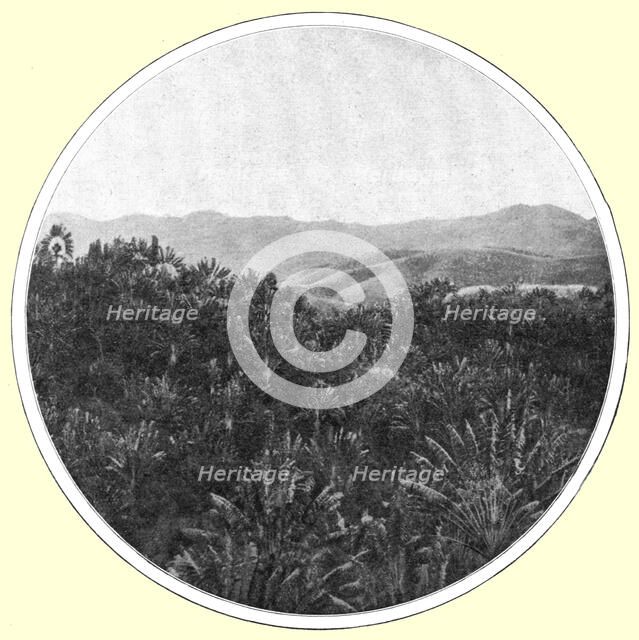 ''La region des <<ravenales>> a Madagascar; Iles Africaines de la mer des Indes', 1914. Creator: Unknown.