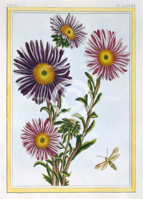 La Reine Marguerite (Aster),  pub. 1776. Creator: Pierre Joseph Buchoz (1731-1807).