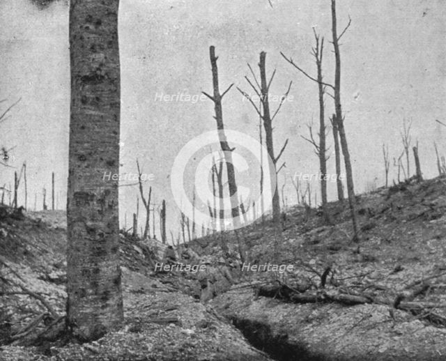 'La reprise du bois de la Caillette; Boyau dans le bois de la Caillette', 1916. Creator: Unknown.