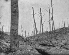 La reprise du bois de la Caillette; Boyau dans le bois de la Caillette 1916. Creator: Unknown