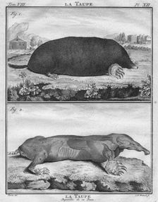 La Taupe & La Taupe Depoiuillée de sa Peau c1763. Creator: Christian Friedrich Fritzsch