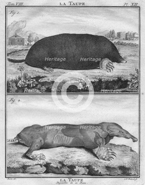 'La Taupe & La Taupe Depoiuillée de sa Peau', c1763.  Creator: Christian Friedrich Fritzsch.