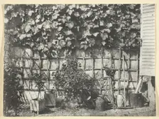 La Treille, 1847, printed 1965. Creator: Hippolyte Bayard