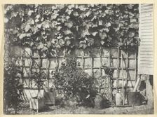 La Treille, 1847, printed 1965. Creator: Hippolyte Bayard