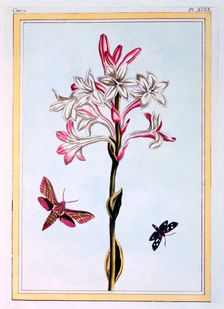 La Tuberose, pub. 1776. Creator: Pierre Joseph Buchoz (1731-1807)
