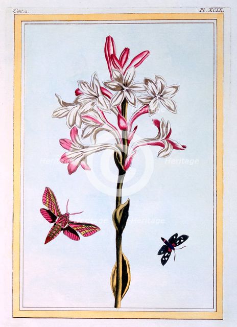 La Tuberose,  pub. 1776. Creator: Pierre Joseph Buchoz (1731-1807).