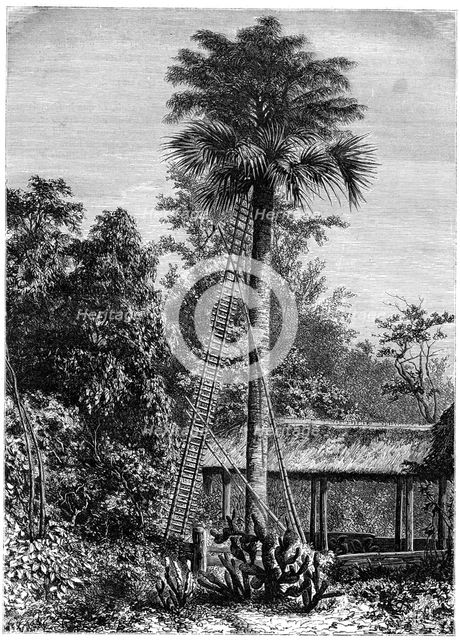 Latanier palm, Andaman Islands, 19th century. Artist: A de Bar