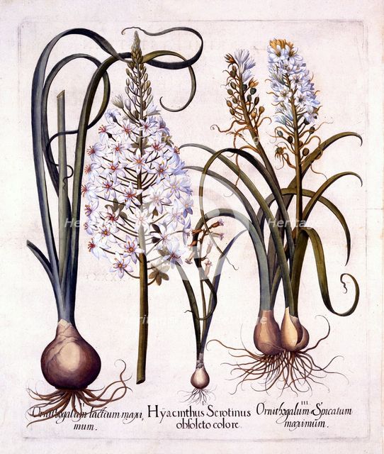 Late Hyacinth and Star-Of-Bethlehem, from 'Hortus Eystettensis', by Basil Besler (1561-1629), pub. 1