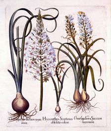 Late Hyacinth and Star-Of-Bethlehem, from Hortus Eystettensis by Basil Besler (1561-1629), pub. 1