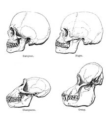 Lateral view of the skull or profile, 1848