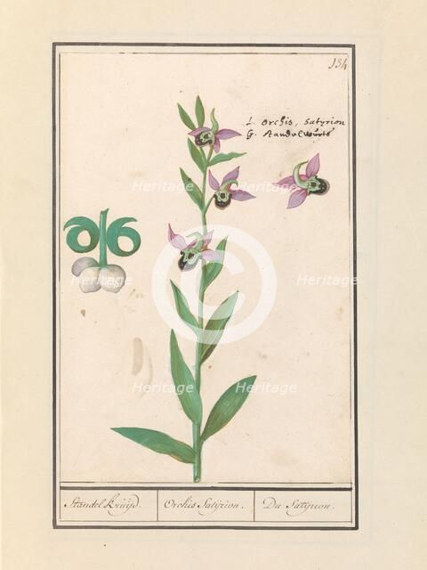 Laughing Bumblebee Orchid (Ophrys bombyliflora) and anemonen (Anemone), 1596-1610. Creators: Anselmus de Boodt, Elias Verhulst.