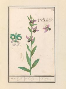 Laughing Bumblebee Orchid (Ophrys bombyliflora) and anemonen (Anemone), 1596-1610. Creators: Anselmus de Boodt, Elias Verhulst