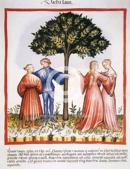 Laurel berries, 14th century.  Creator: Unknown.