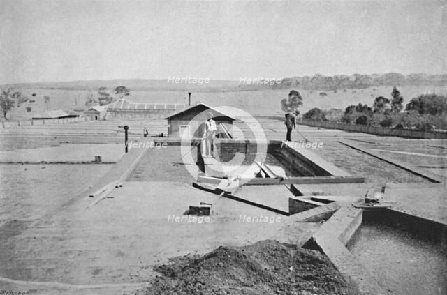 'Lavadouro de Cafe', (Washing Coffee), 1895. Artist: Axel Frick.