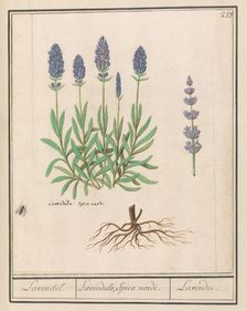 Lavender (Lavandula), 1596-1610. Creators: Anselmus de Boodt, Elias Verhulst