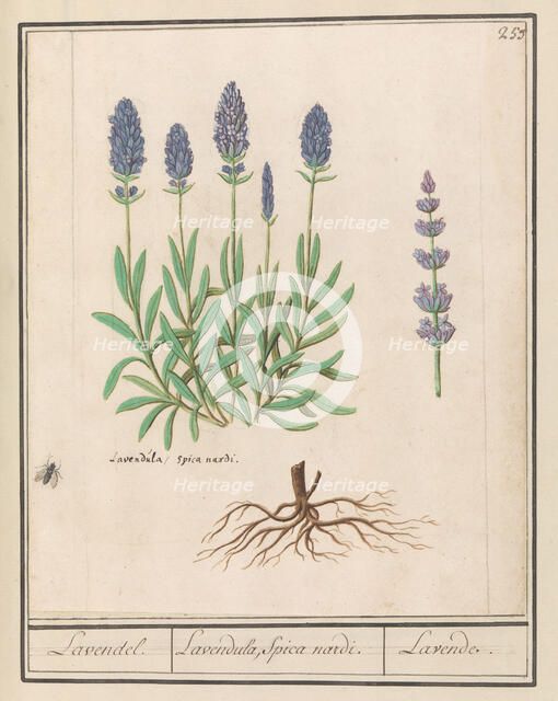 Lavender (Lavandula), 1596-1610. Creators: Anselmus de Boodt, Elias Verhulst.