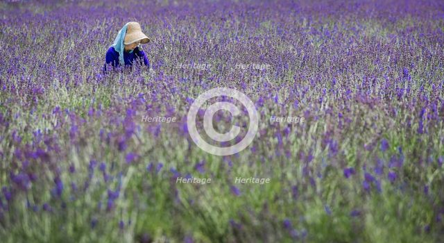 Lavenders. Creator: Dorte Verner.