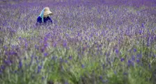 Lavenders. Creator: Dorte Verner