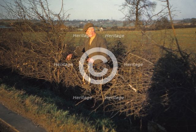 Laying a Hedge using a Billhook, Yorkshire, England, c1960. Artist: CM Dixon.