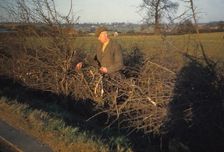 Laying a Hedge using a Billhook, Yorkshire, England, c1960. Artist: CM Dixon