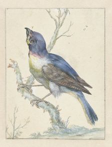 Lazuli Bunting, c.1670-c.1719. Creator: Jan Weenix