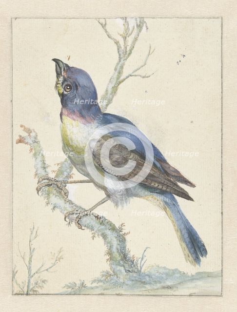 Lazuli Bunting, c.1670-c.1719. Creator: Jan Weenix.