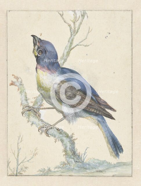 Lazuli Bunting, c.1670-c.1719. Creator: Jan Weenix.