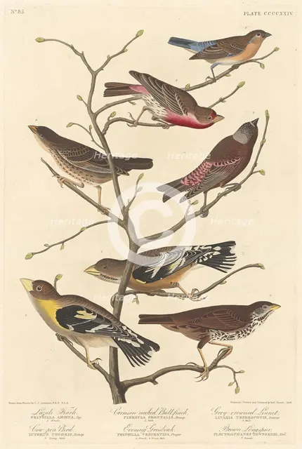 Lazuli Finch, 1838. Creator: Robert Havell.