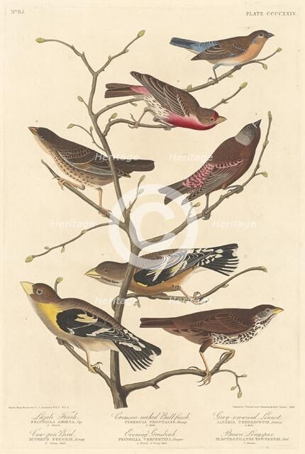 Lazuli Finch, 1838. Creator: Robert Havell.