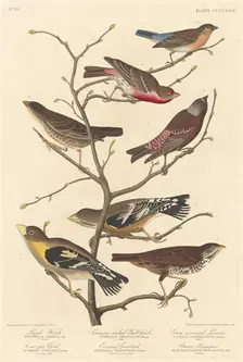 Lazuli Finch, 1838. Creator: Robert Havell