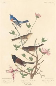 Lazuli Finch, Clay-colored Finch and Oregon Snow Finch, 1837. Creator: Robert Havell